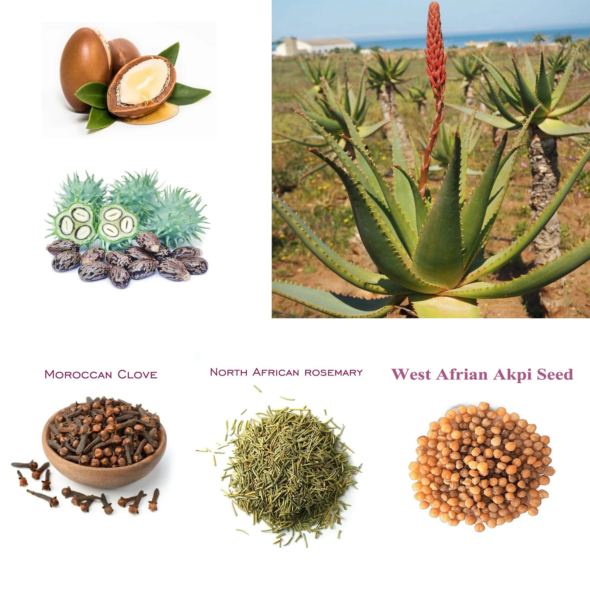 Artisanal African Traditional Layden Nourish Oil 50 ml Locks in Moisture Scalp & Hair Roots Strengthening - Image 2