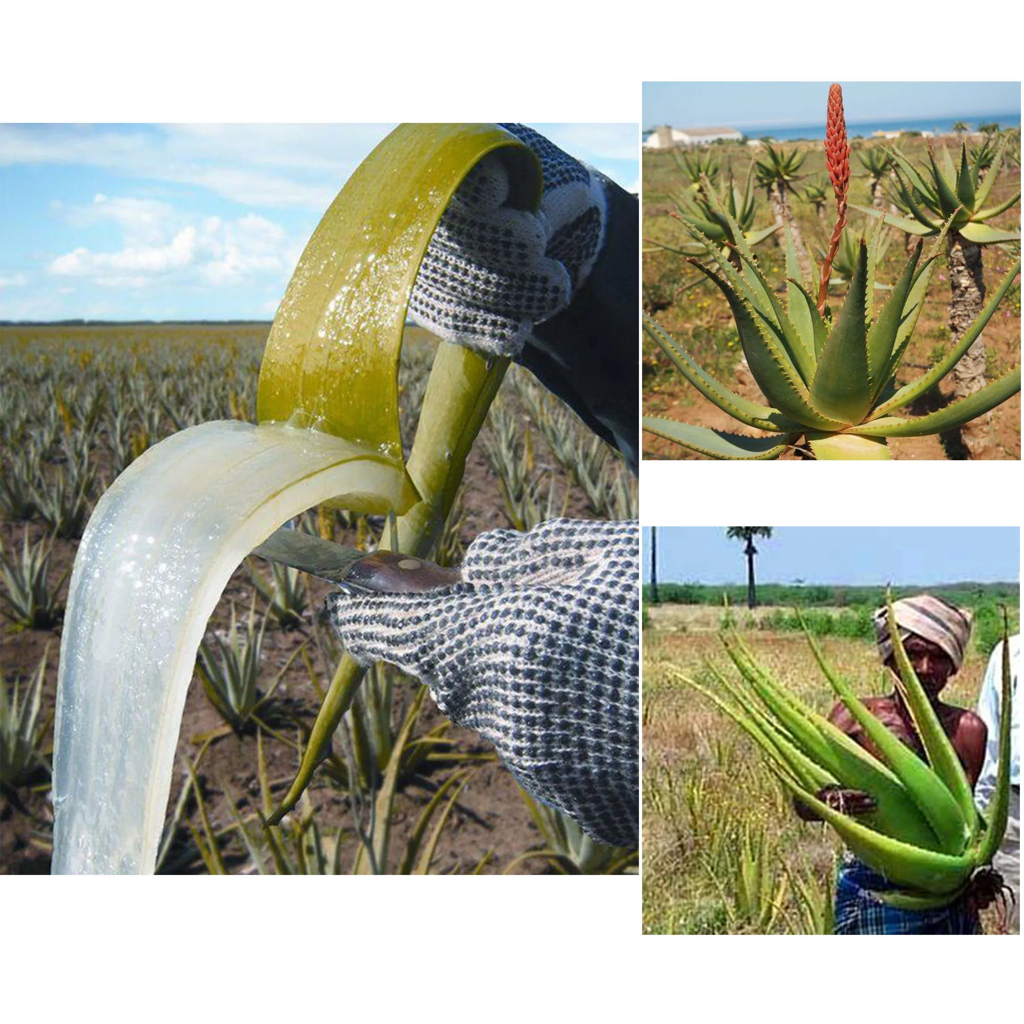 Artisanal African Traditional Layden Nourish Oil 50 ml Locks in Moisture Scalp & Hair Roots Strengthening - Image 3